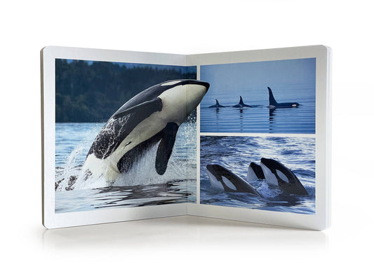 nowordbooks | zeedieren - groot woordloos fotoboek