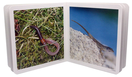 nowordbooks | kleine dieren - woordloos fotoboek