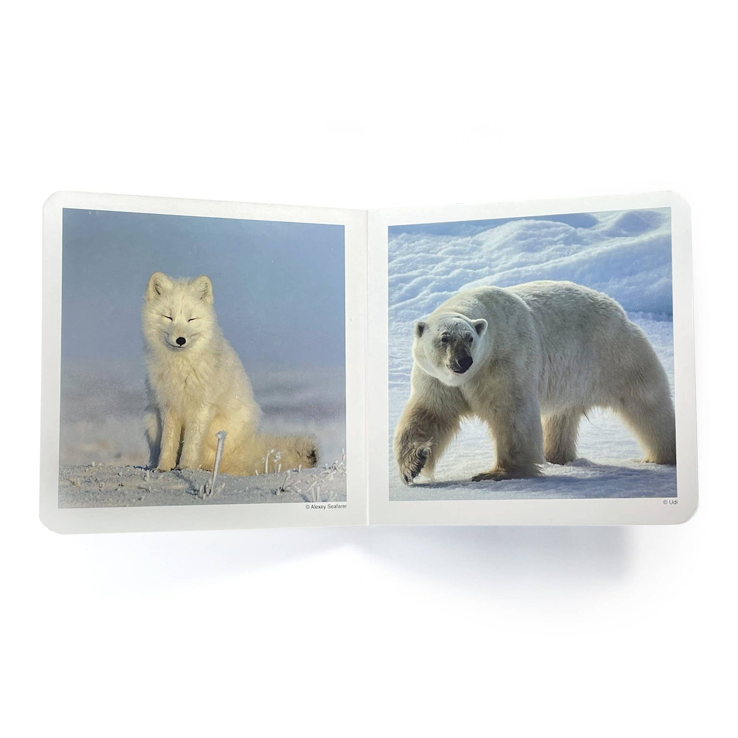 nowordbooks | pooldieren- woordloos fotoboek