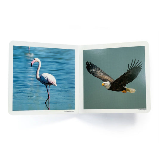 nowordbooks | vogels - woordloos fotoboek