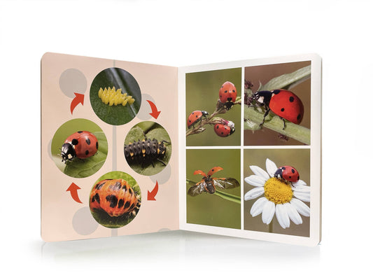 nowordbooks | levenscyclus - groot woordloos fotoboek