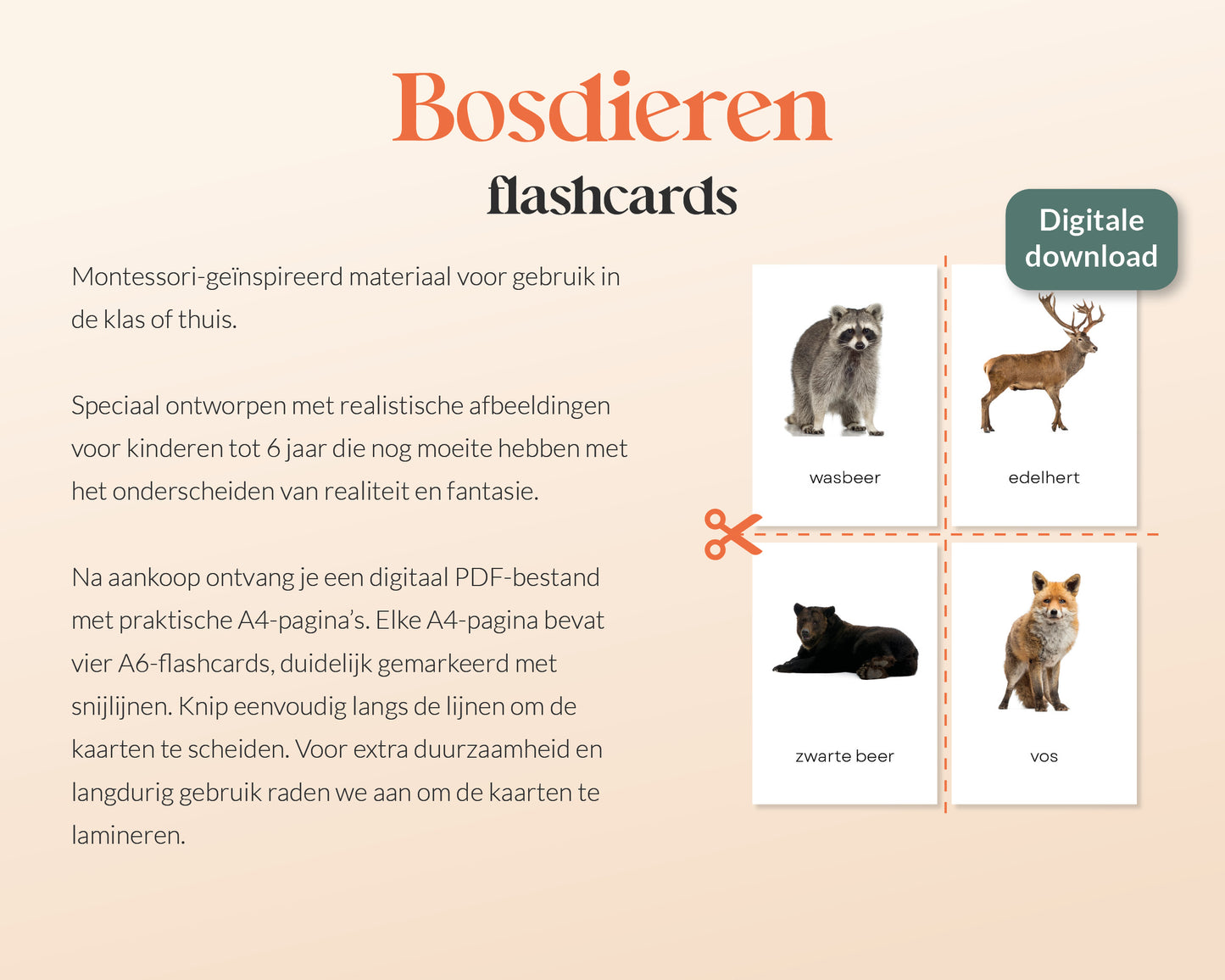 little disciples | bosdieren - 31 flashcards