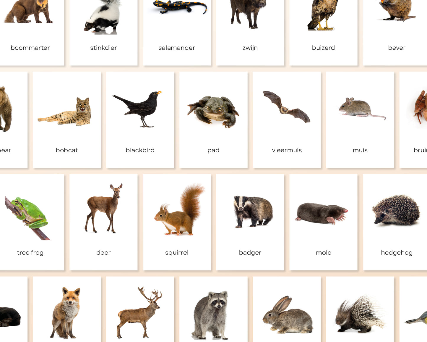 little disciples | bosdieren - 31 flashcards