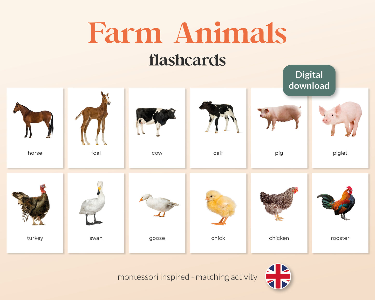 little disciples | boerderijdieren - 24 flashcards