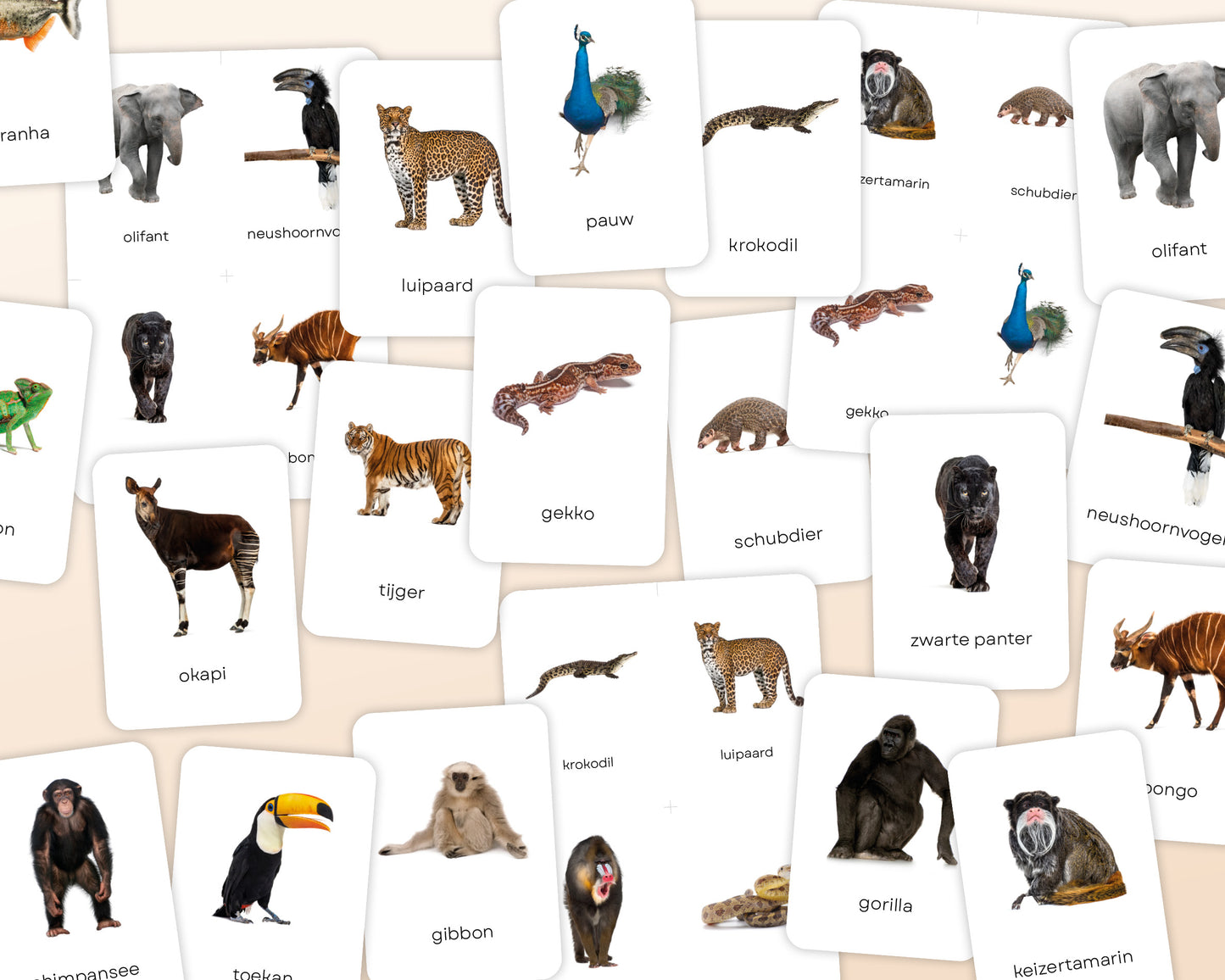 little disciples | jungledieren - 22 flashcards