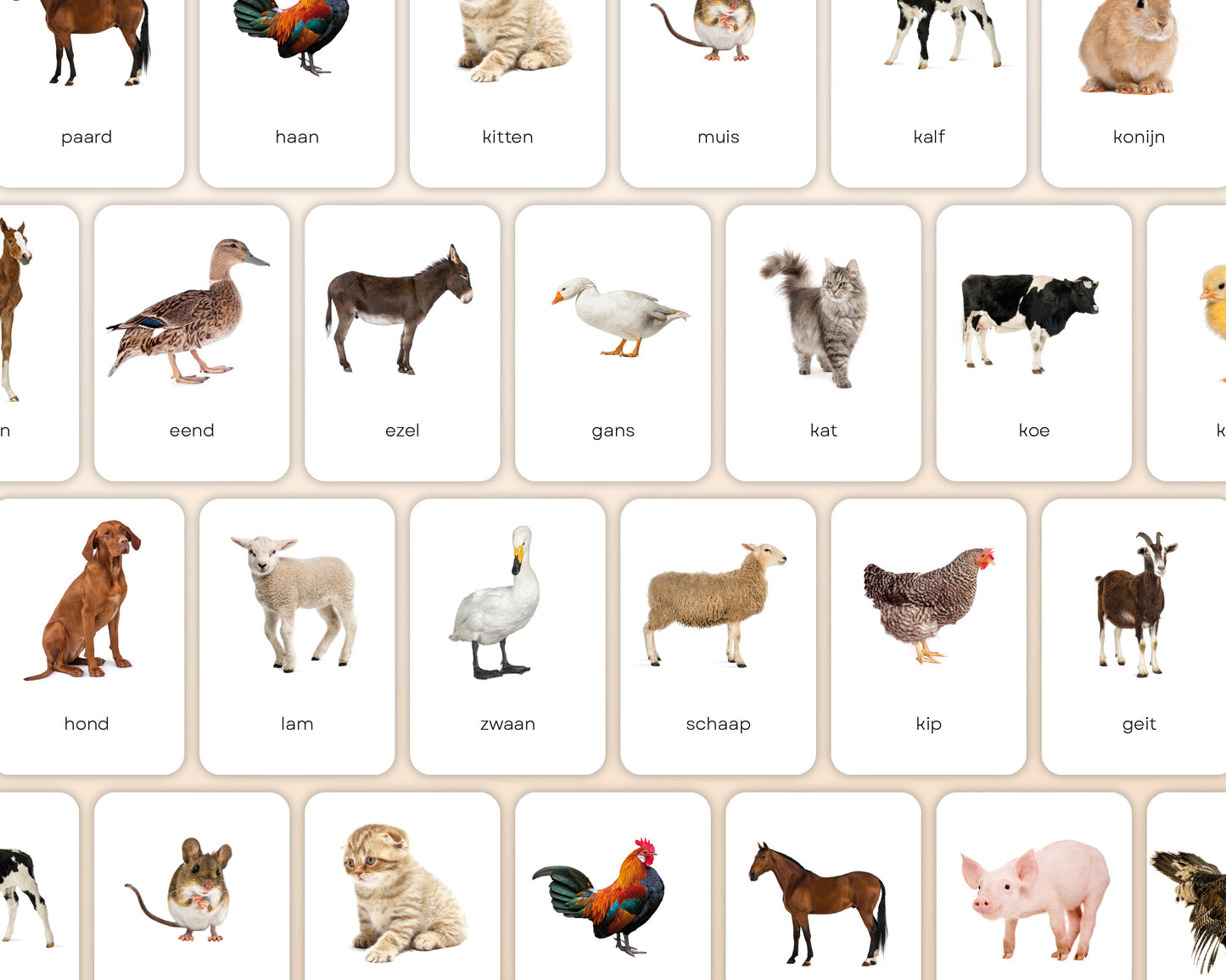 little disciples | boerderijdieren - 24 flashcards