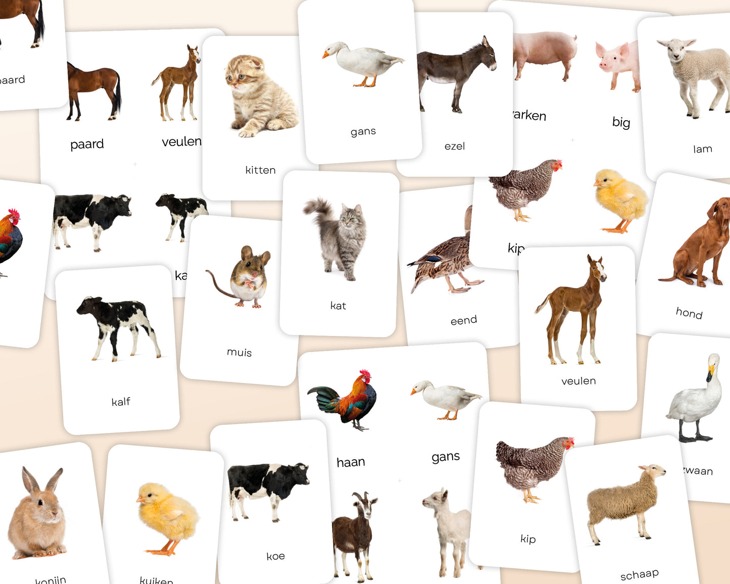 little disciples | boerderijdieren - 24 flashcards
