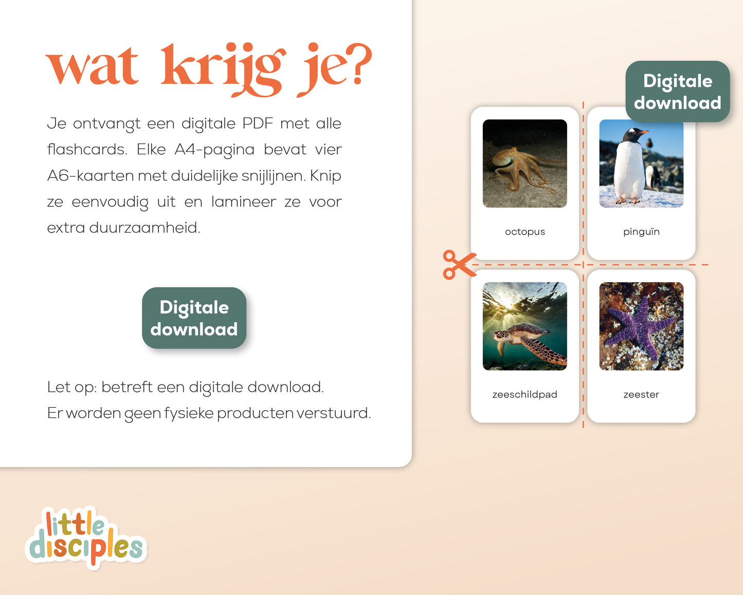 little disciples | oceaandieren - 26 flashcards