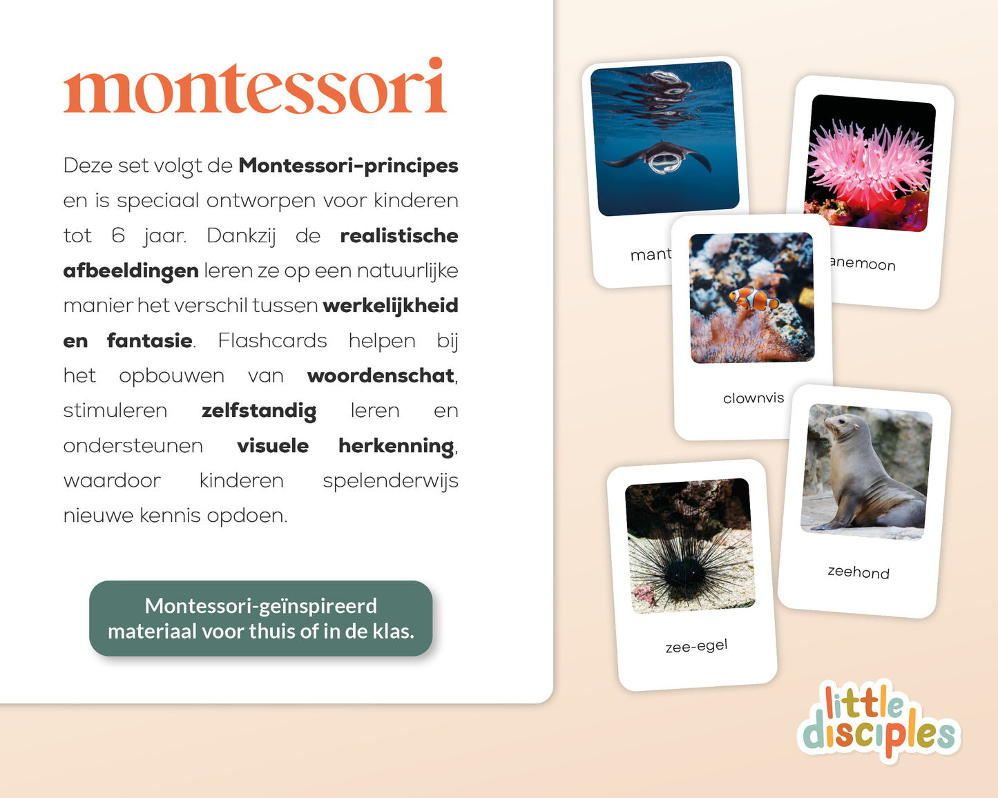 little disciples | oceaandieren - 26 flashcards