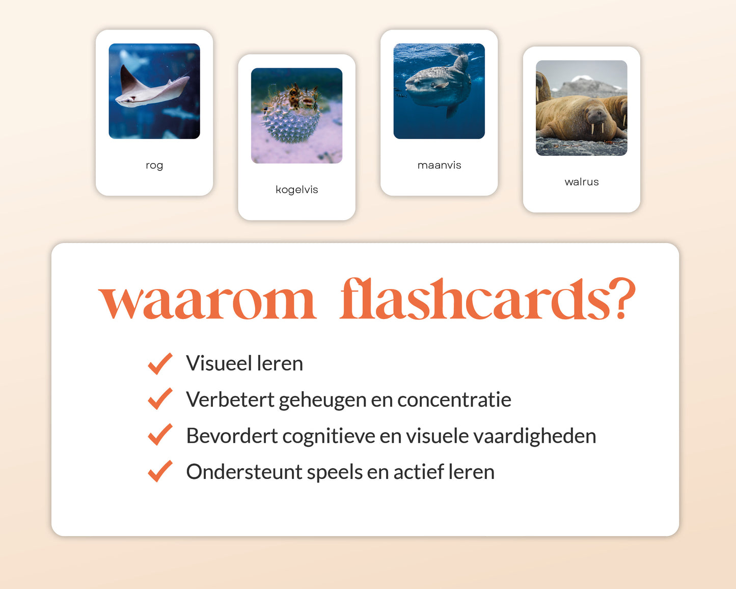 little disciples | oceaandieren - 26 flashcards