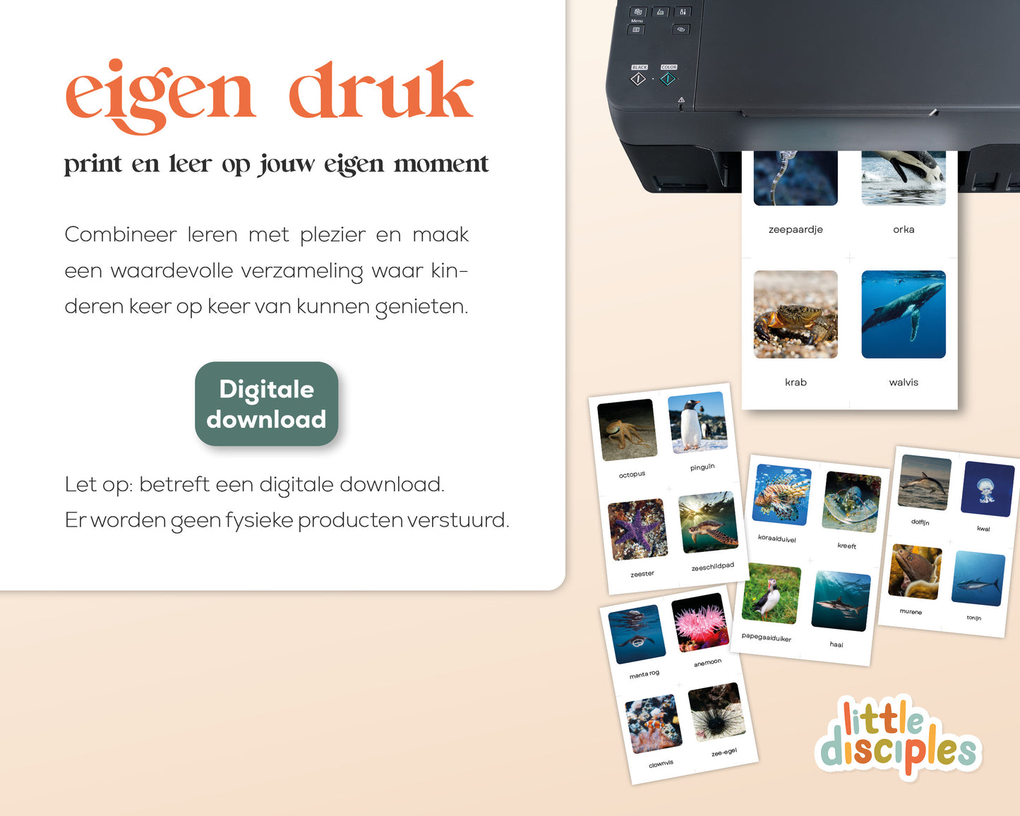 little disciples | oceaandieren - 26 flashcards