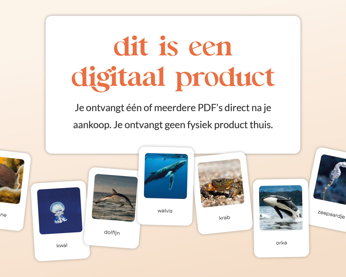 little disciples | oceaandieren - 26 flashcards
