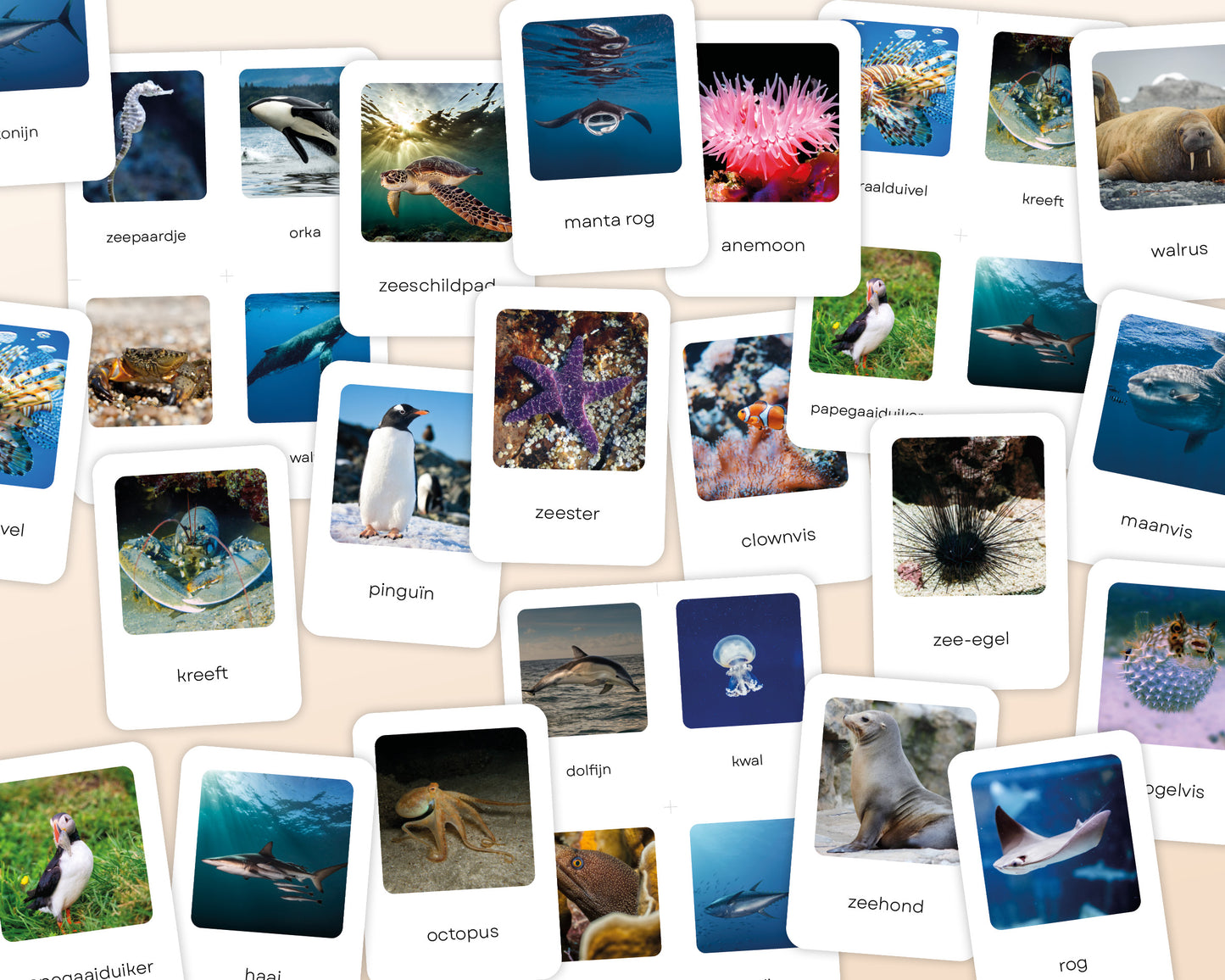 little disciples | oceaandieren - 26 flashcards
