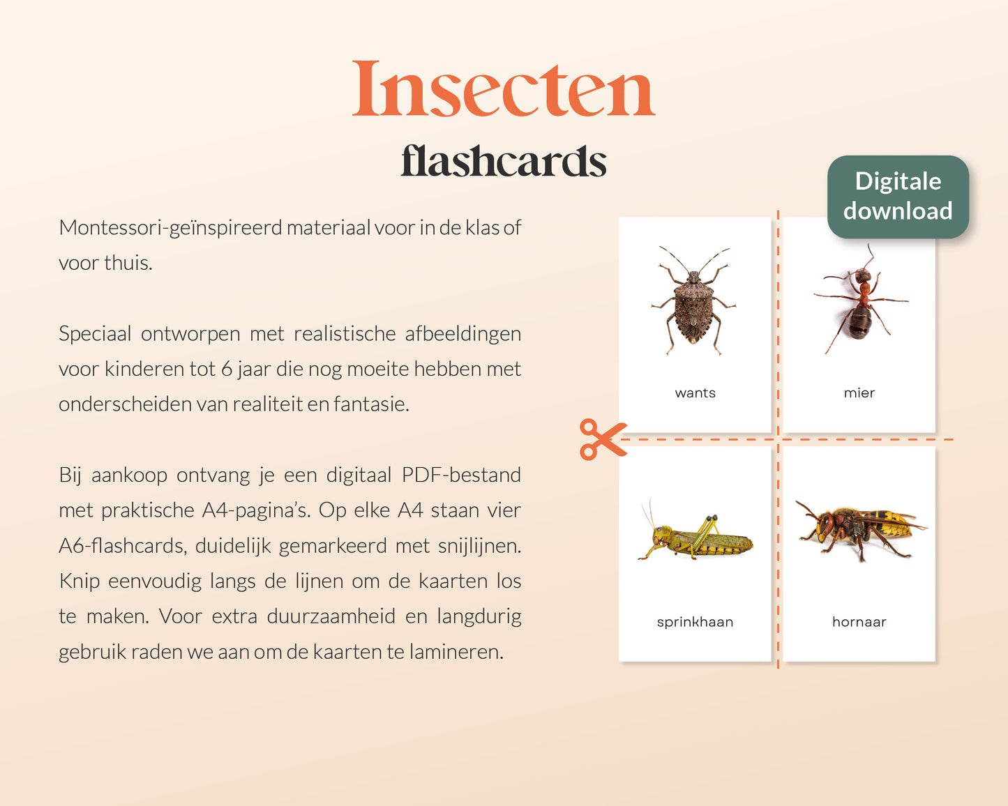 little disciples | insecten - 19 flashcards