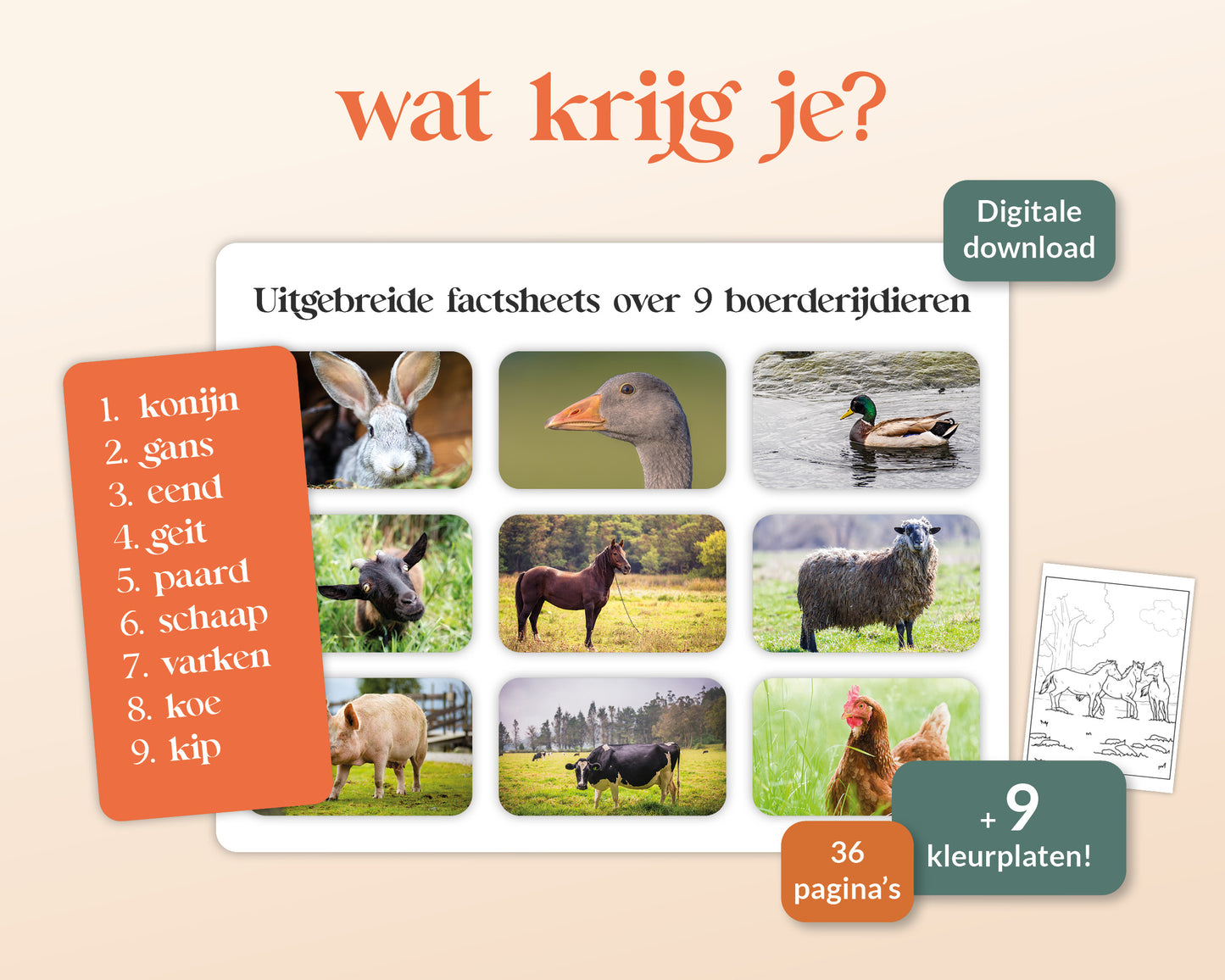 little disciples | boerderijdieren factsheets - 36 pagina's