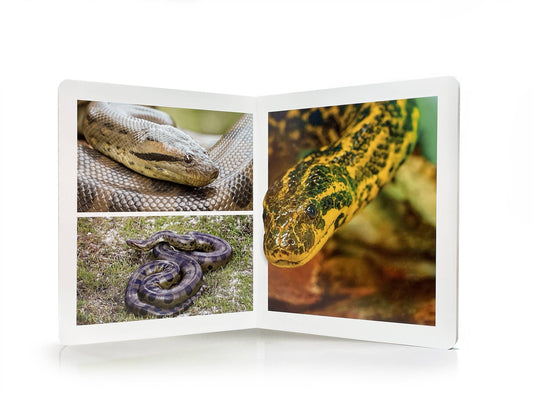 nowordbooks | dieren van de jungle - groot woordloos fotoboek