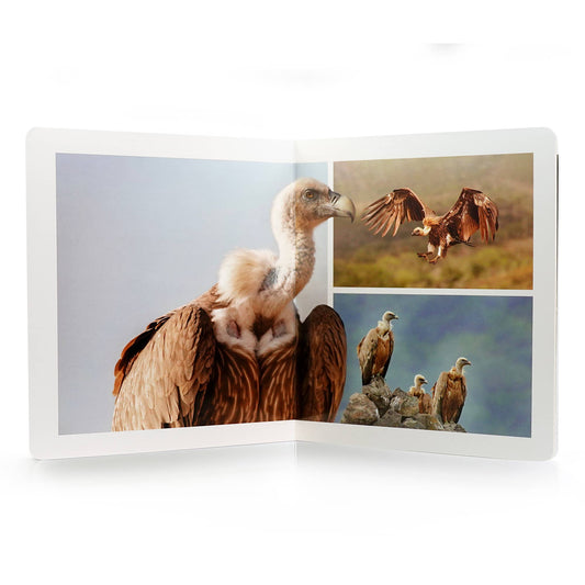 nowordbooks | vogels - groot woordloos fotoboek