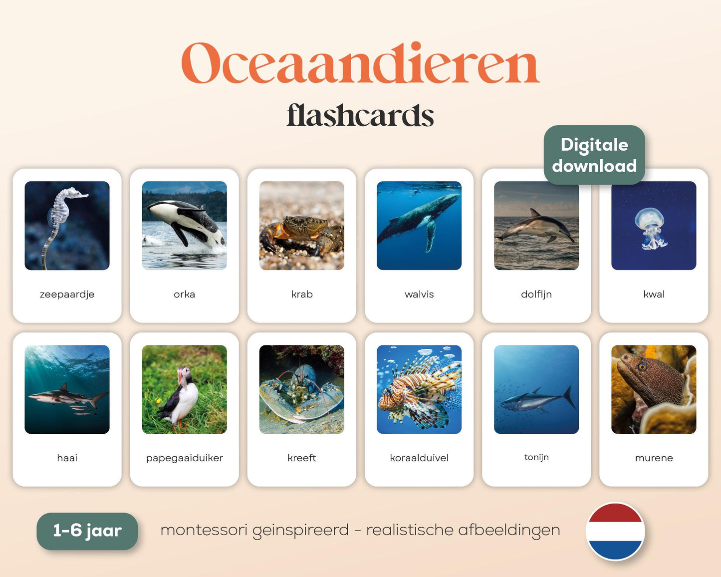 little disciples | oceaandieren - 26 flashcards