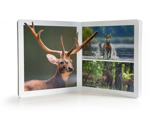 nowordbooks | bosdieren - groot woordloos fotoboek