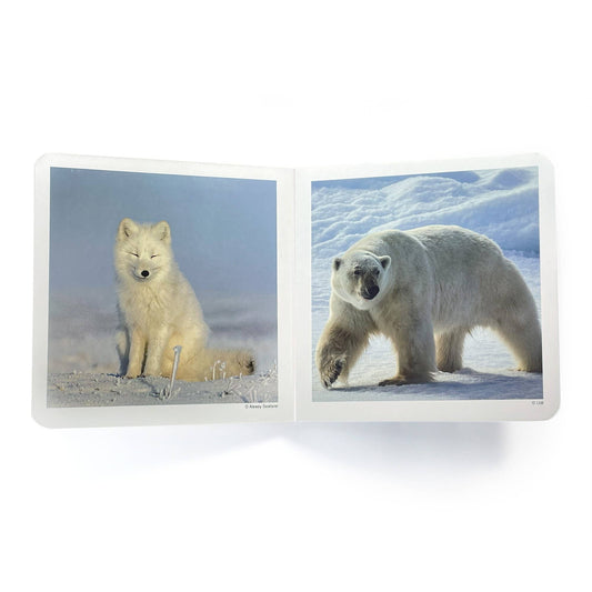 nowordbooks | pooldieren- woordloos fotoboek