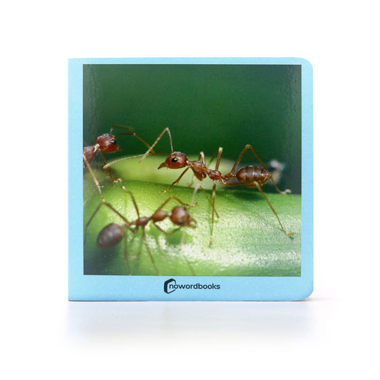 nowordbooks | kleine dieren - woordloos fotoboek