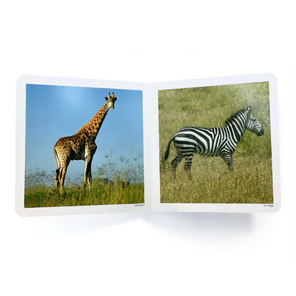 nowordbooks | wilde dieren - woordloos fotoboek