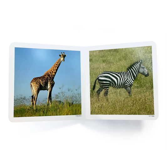 nowordbooks | wilde dieren - woordloos fotoboek