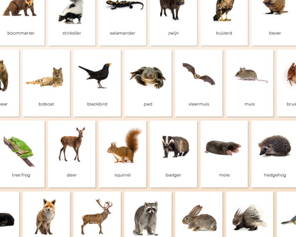 little disciples | bosdieren - 31 flashcards
