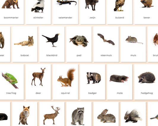 little disciples | bosdieren - 31 flashcards