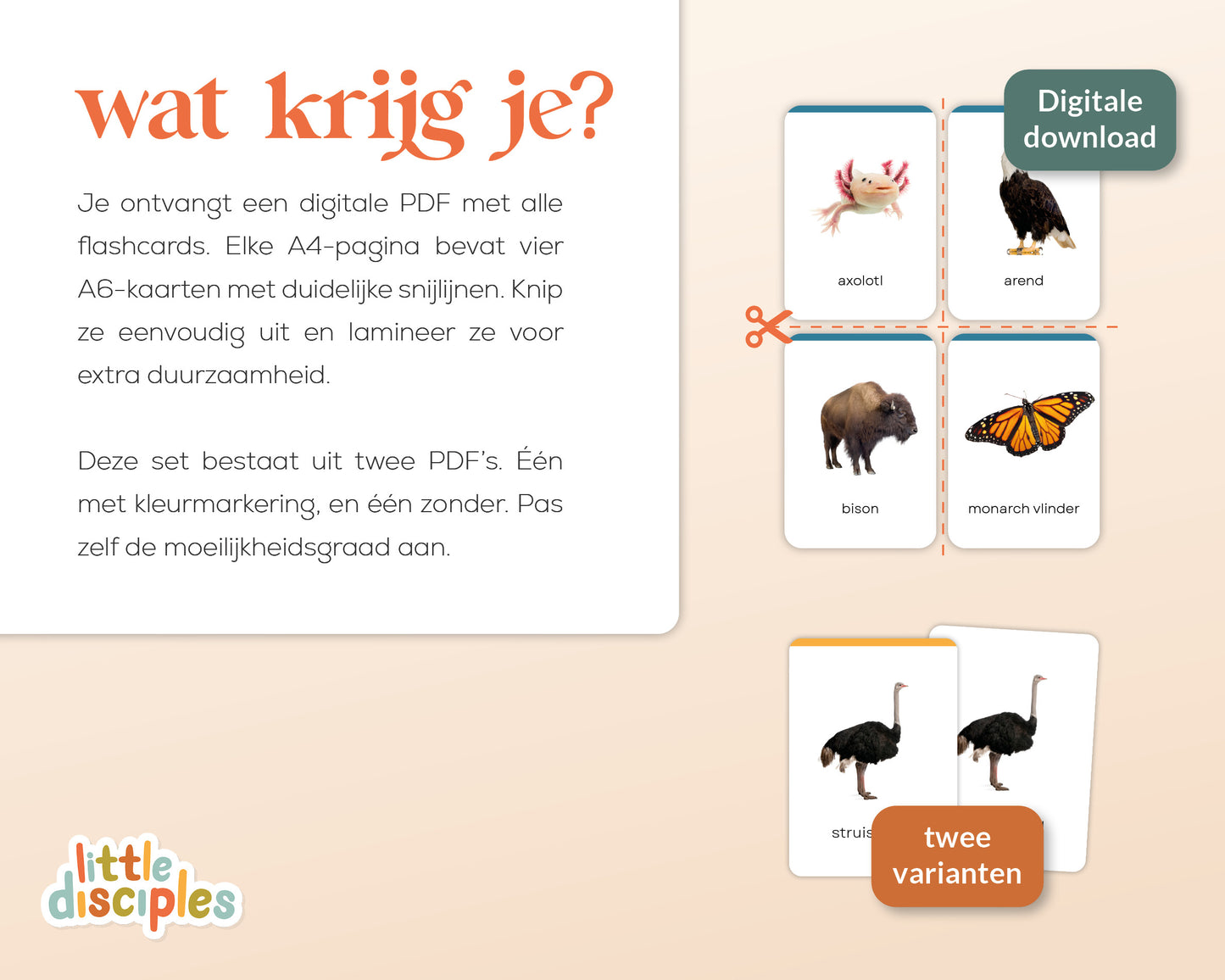 little disciples | continenten en dieren - 57 flashcards
