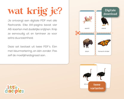 little disciples | continenten en dieren - 57 flashcards