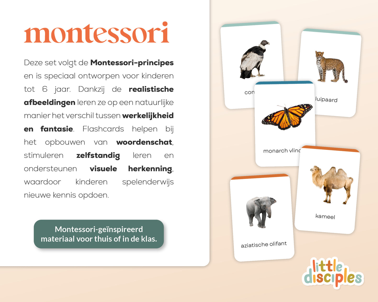 little disciples | continenten en dieren - 57 flashcards