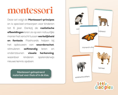 little disciples | continenten en dieren - 57 flashcards