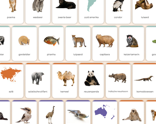 little disciples | continenten en dieren - 57 flashcards
