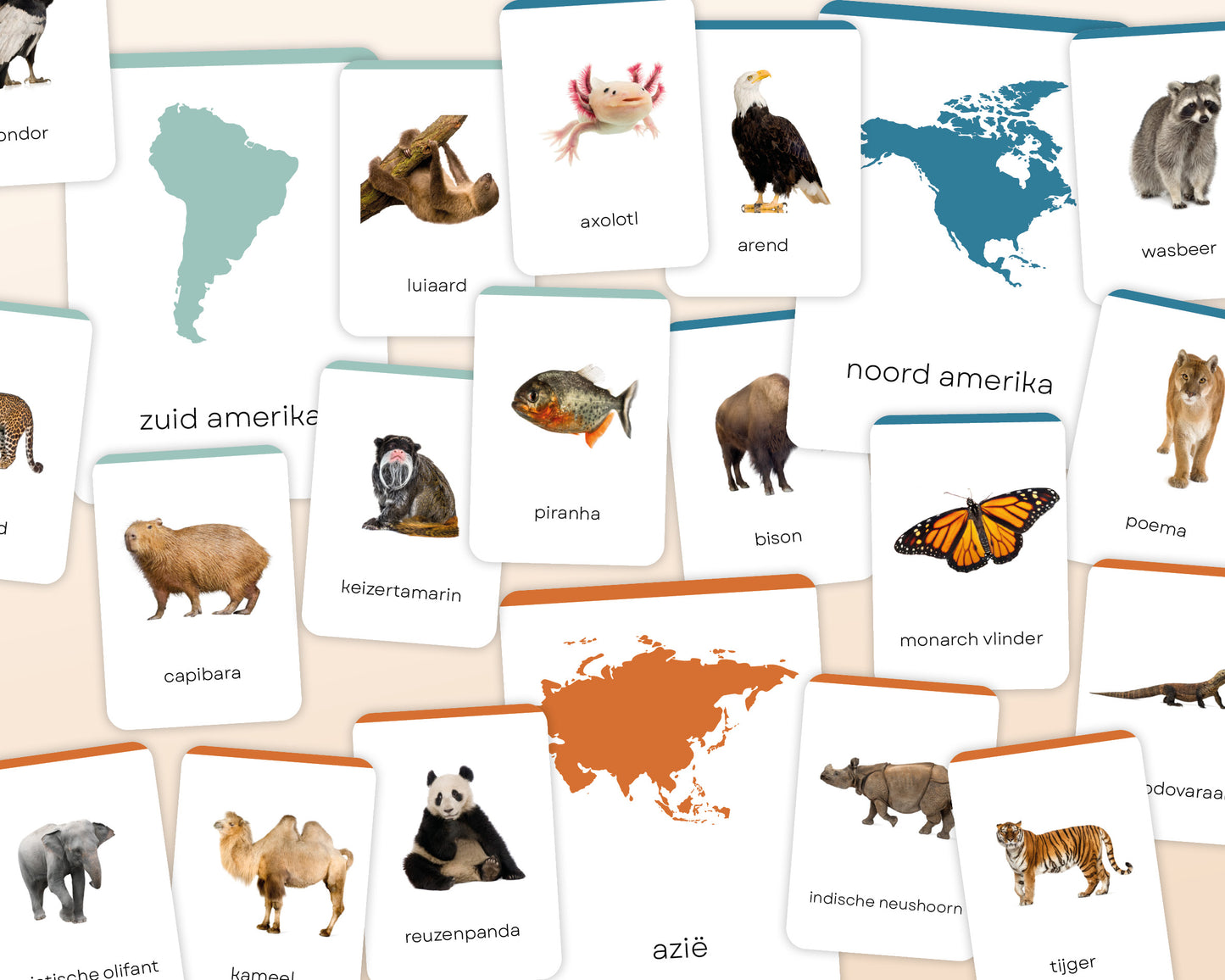 little disciples | continenten en dieren - 57 flashcards