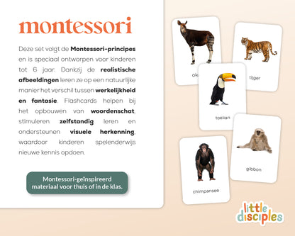 little disciples | jungledieren - 22 flashcards