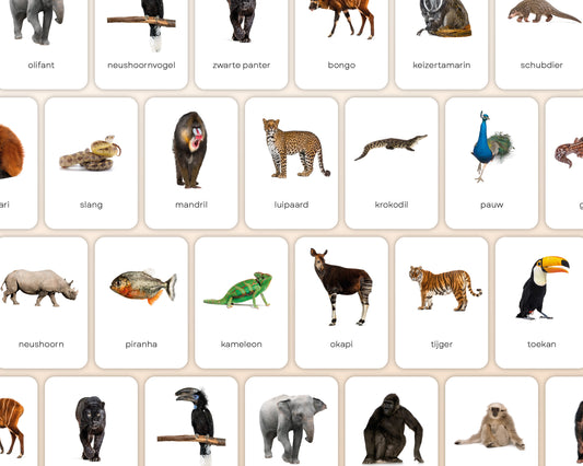 little disciples | jungledieren - 22 flashcards