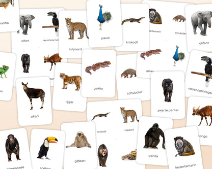 little disciples | jungledieren - 22 flashcards