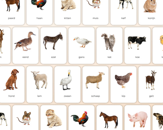 little disciples | boerderijdieren - 24 flashcards