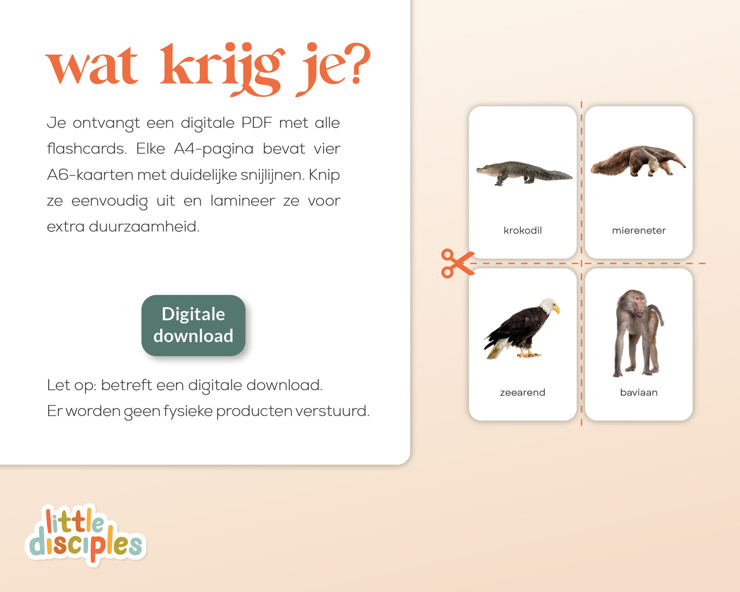 little disciples | savannedieren - 27 flashcards