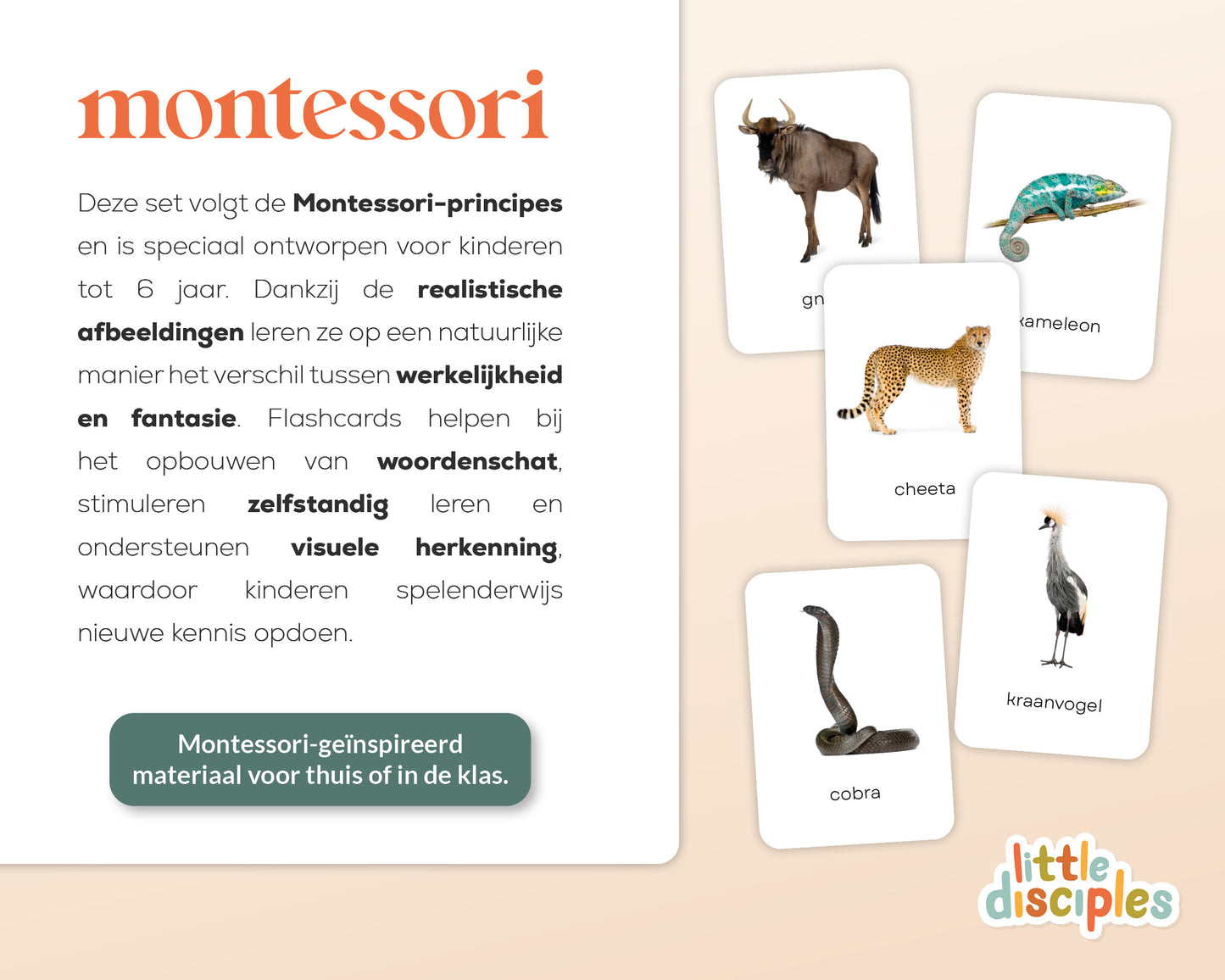 little disciples | savannedieren - 27 flashcards