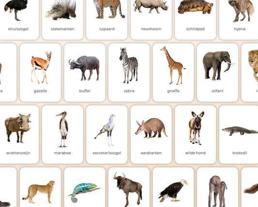 little disciples | savannedieren - 27 flashcards
