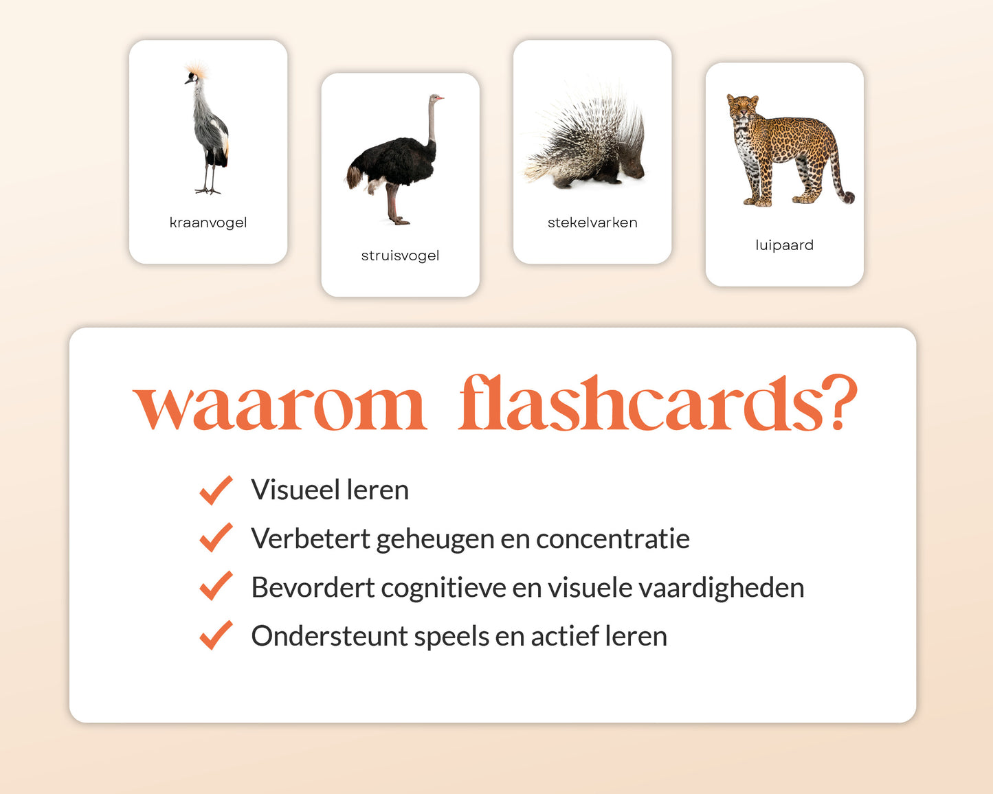 little disciples | savannedieren - 27 flashcards