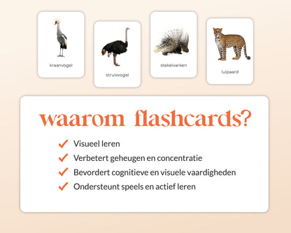 little disciples | savannedieren - 27 flashcards