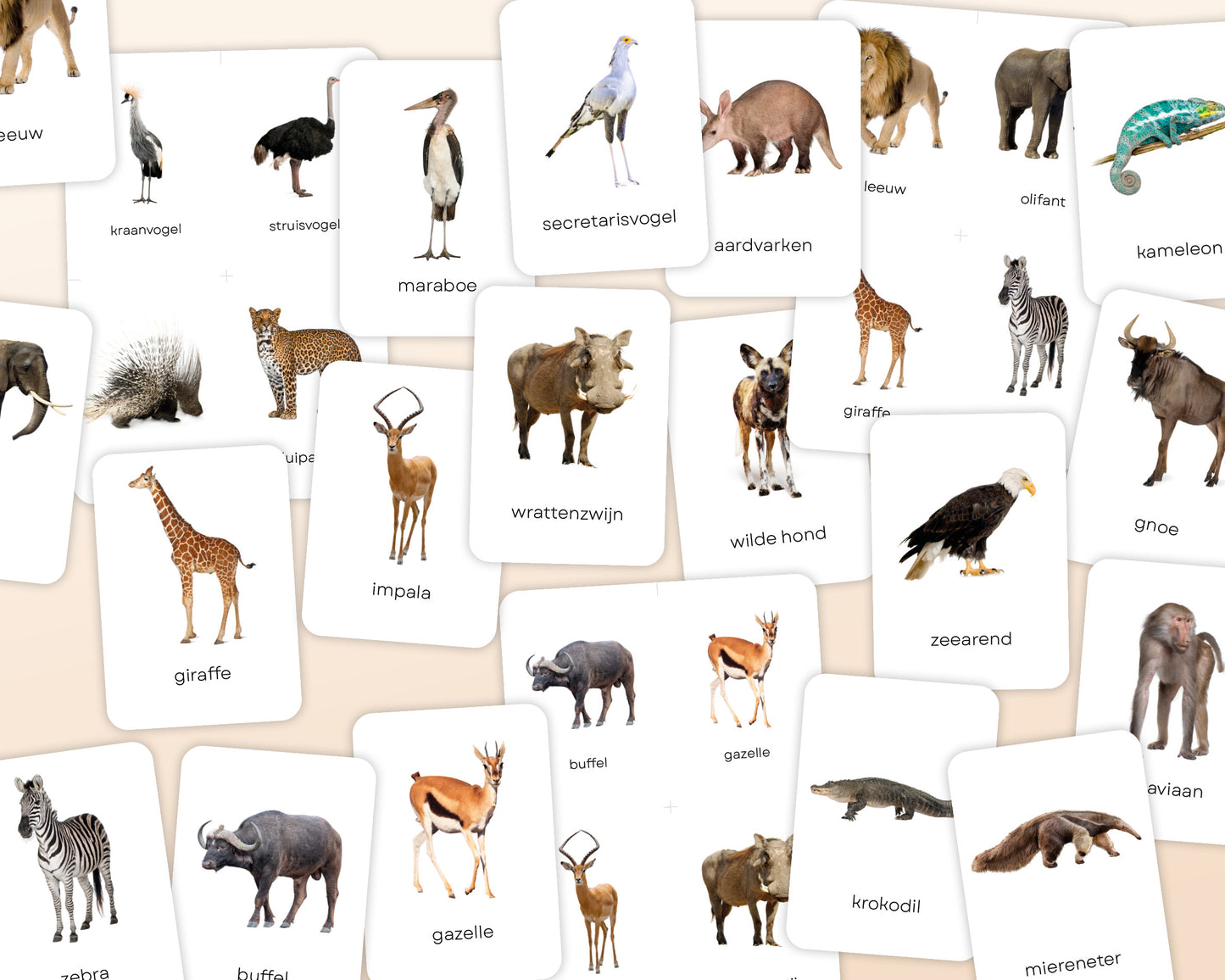 little disciples | savannedieren - 27 flashcards
