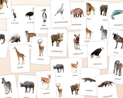 little disciples | savannedieren - 27 flashcards