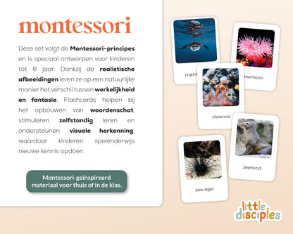 little disciples | oceaandieren - 26 flashcards