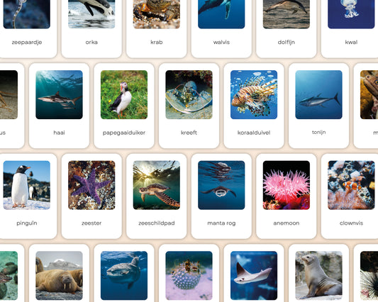 little disciples | oceaandieren - 26 flashcards