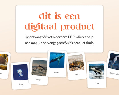 little disciples | oceaandieren - 26 flashcards