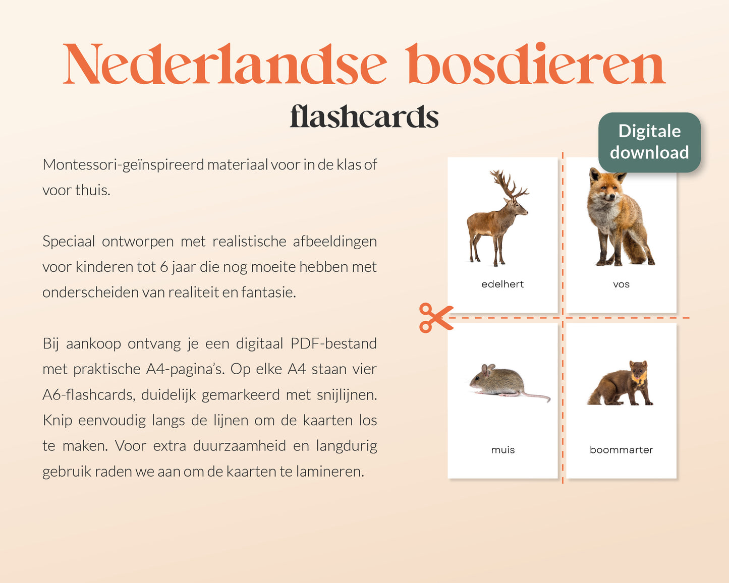 little disciples | nederlandse bosdieren - 27 flashcards